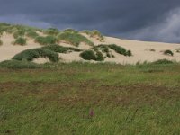 NL, Friesland, Terschelling, Hoorn 15, Saxifraga-Hans Boll