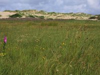 NL, Friesland, Terschelling, Hoorn 16, Saxifraga-Hans Boll