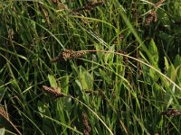 NL, Friesland, Terschelling, Koegelwieck 1, Saxifraga-Hans Boll