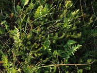 NL, Friesland, Terschelling, Kroonpolders 2, Saxifraga-Hans Boll