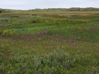 NL, Friesland, Terschelling, Midsland 14, Saxifraga-Hans Boll