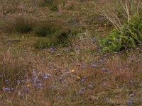 NL, Friesland, Terschelling, Midsland 2, Saxifraga-Hans Boll