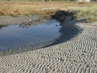 NL, Friesland, Terschelling, Noordsvaarder 20, Saxifraga-Jan van der Straaten