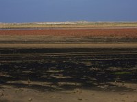 NL, Friesland, Terschelling, Noordvaarder 37, Saxifraga-Hans Boll