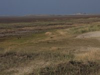 NL, Friesland, Terschelling, Noordvaarder 44, Saxifraga-Hans Boll