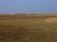 NL, Friesland, Terschelling, Noordvaarder 45, Saxifraga-Hans Boll