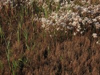 NL, Friesland, Terschelling, Noordvaarder 49, Saxifraga-Hans Boll