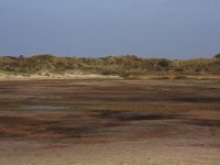 NL, Friesland, Terschelling, Oosterend 1, Saxifraga-Hans Boll