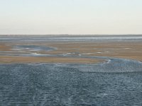 NL, Friesland, Terschelling, Terschellinger wad 8, Saxifraga-Hans Boll