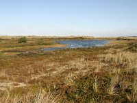 NL, Friesland, Terschelling, Waterplak 1, Saxifraga-Hans Boll