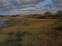 NL, Friesland, Terschelling, Waterplak 7, Saxifraga-Hans Boll