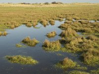 NL, Friesland, Terschelling, Wierschuur 22, Saxifraga-Marijke Verhagen