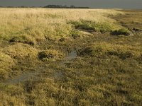 NL, Friesland, Terschelling, Wierschuur 5, Saxifraga-Jan van der Straaten