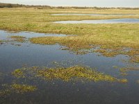 NL, Friesland, Terschelling, Wierschuur 8, Saxifraga-Marijke Verhagen