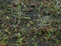 NL, Friesland, Terschelling, central valleys 3, Saxifraga-Hans Boll