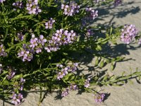 NL, Friesland, Terschelling, paal 16-20 12, Saxifraga-Hans Boll