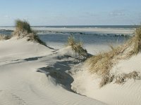 NL, Friesland, Terschelling, paal 16-20 6, Saxifraga-Hans Boll