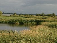 NL, Friesland, Tietjerksteradeel, Polder Malen 1, Saxifraga-Hans Boll