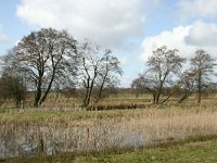 NL, Friesland, Tietjerksteradeel, Rohel 1, Saxifraga-Hans Boll