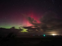 NL, Friesland, Vlieland, Aurora 5, Saxifraga-Bart Vastenhouw