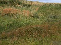 NL, Friesland, Vlieland, Cranberryvallei 12, Saxifraga-Hans Boll