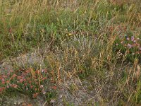 NL, Friesland, Vlieland, Cranberryvallei 23, Saxifraga-Hans Boll