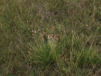 NL, Friesland, Vlieland, Cranberryvallei 25, Saxifraga-Hans Boll