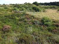 NL, Friesland, Vlieland, Cranberryvallei 28, Saxifraga-Hans Boll