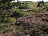 NL, Friesland, Vlieland, Cranberryvallei 32, Saxifraga-Hans Boll