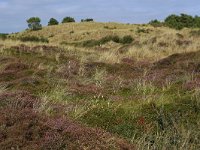 NL, Friesland, Vlieland, Cranberryvallei 33, Saxifraga-Hans Boll