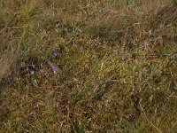 NL, Friesland, Vlieland, Cranberryvallei 45, Saxifraga-Hans Boll