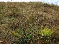 NL, Friesland, Vlieland, Cranberryvallei 47, Saxifraga-Hans Boll