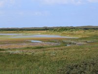 NL, Friesland, Vlieland, Derde Kroons Polder 13, Saxifraga-Hans Boll