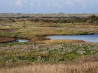 NL, Friesland, Vlieland, Derde Kroons Polder 2, Saxifraga-Hans Boll