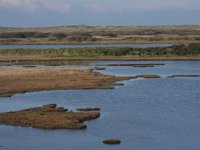 NL, Friesland, Vlieland, Derde Kroons Polder 5, Saxifraga-Hans Boll