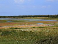 NL, Friesland, Vlieland, Derde Kroons Polder 8, Saxifraga-Hans Boll