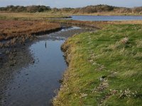 NL, Friesland, Vlieland, Derde Kroons Polder 9, Saxifraga-Hans Boll