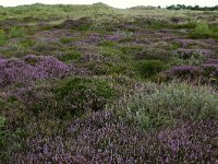 NL, Friesland, Vlieland, Dodemans Bol 1, Saxifraga-Hans Boll