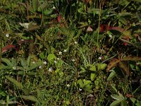 NL, Friesland, Vlieland, Eerste Kroons Polder 15, Saxifraga-Hans Boll