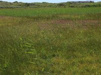 NL, Friesland, Vlieland, Eerste Kroons Polder 18, Saxifraga-Hans Boll