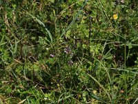 NL, Friesland, Vlieland, Eerste Kroons Polder 22, Saxifraga-Hans Boll