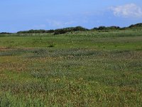 NL, Friesland, Vlieland, Eerste Kroons Polder 28, Saxifraga-Hans Boll