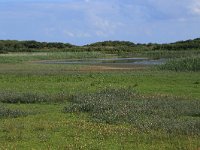 NL, Friesland, Vlieland, Eerste Kroons Polder 30, Saxifraga-Hans Boll