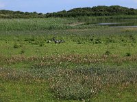 NL, Friesland, Vlieland, Eerste Kroons Polder 32, Saxifraga-Hans Boll