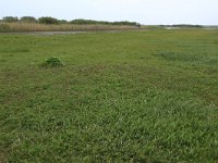 NL, Friesland, Vlieland, Eerste Kroons Polder 37, Saxifraga-Hans Boll