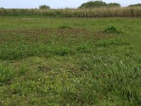 NL, Friesland, Vlieland, Eerste Kroons Polder 38, Saxifraga-Hans Boll