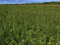 NL, Friesland, Vlieland, Eerste Kroons Polder 5, Saxifraga-Hans Boll