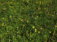 NL, Friesland, Vlieland, Eerste Kroons Polder 9, Saxifraga-Hans Boll