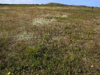 NL, Friesland, Vlieland, Kooisplek 16, Saxifraga-Hans Boll