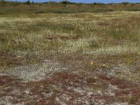 NL, Friesland, Vlieland, Kooisplek 25, Saxifraga-Hans Boll